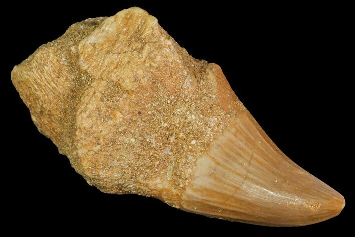 Fossil Rooted Mosasaur (Platecarpus) Tooth - Morocco #117034